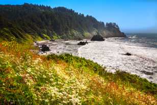 The Redwood Coast-9492